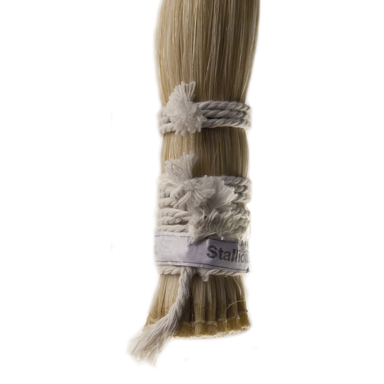 Mongolisches weißes Bogenhaar, 82cm, Stallion Qualität